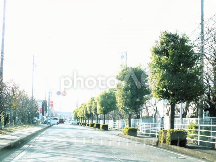 緑鮮やかな街路樹 街路樹,並木,並木道の写真素材