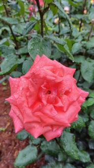 雨上がり、赤い薔薇 雨上がり、赤い薔薇 薔薇,バラ,ローズの写真素材