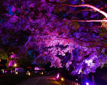 ライトアップされた岡山城の樹木 ライトアップされた岡山城の樹木 ライトアップ,風景,木の写真素材