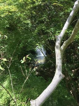 木々の隙間から見える渓流と滝 渓流,滝,森林の写真素材