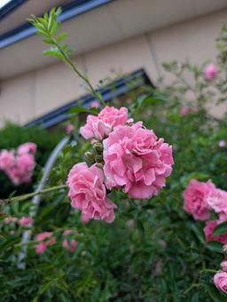 rose, JPG