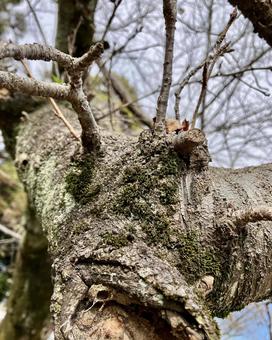 桜の木 桜,桜の木,冬の写真素材
