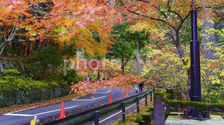 紅葉② 紅葉,落葉,秋の写真素材