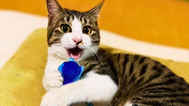 Photo, cat, a pet, animal, 