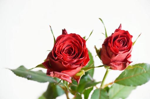 赤い薔薇の写真