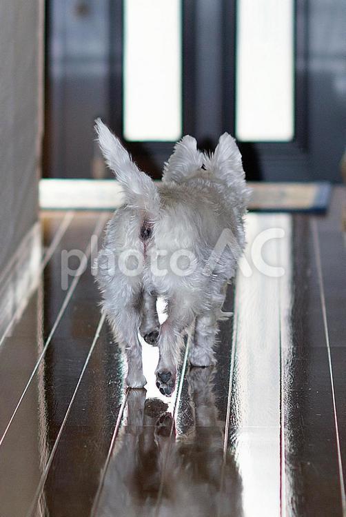 ホワイトテリア　チビタ　43　後ろ姿 ホワイトテリア,愛犬,ペットの写真素材