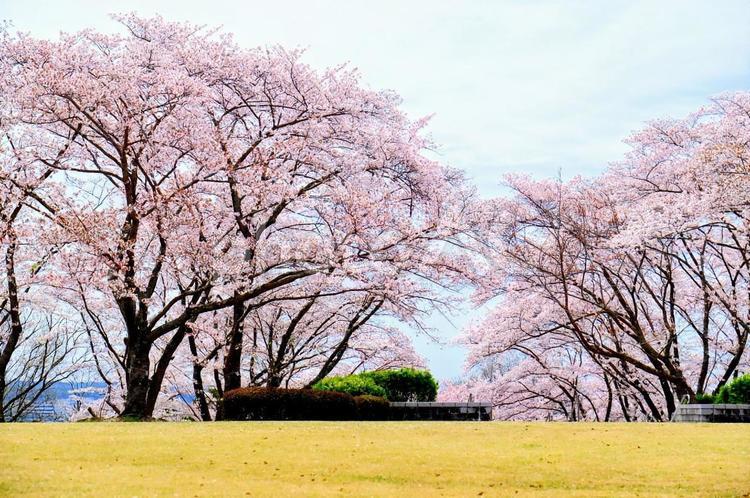 兵庫県立播磨中央公園桜の園 さくら,サクラ,桜の写真素材