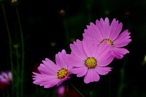 秋風に揺れて咲く コスモス,秋桜,花の写真素材