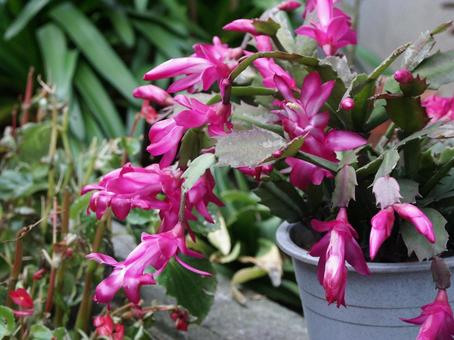 シャコバサボテンの咲く風景 シャコバサボテン,フラワー,筒状花の写真素材