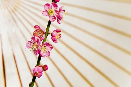 梅の花16 梅の花,１月,2月の写真素材