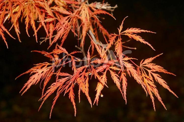 しだれもみじ しだれもみじ,もみじ,紅葉の写真素材