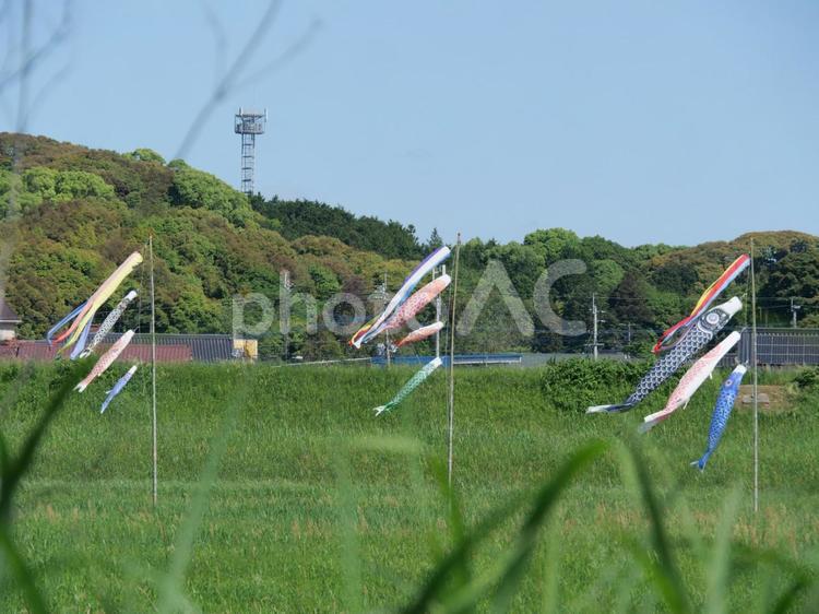目尾フォーラム鯉のぼり 目尾フォーラム鯉のぼり,こいのぼり,遠賀川の写真素材