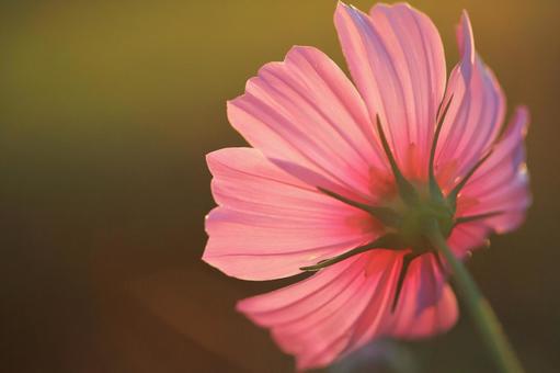コスモス 秋の花,コスモス,夕陽の写真素材
