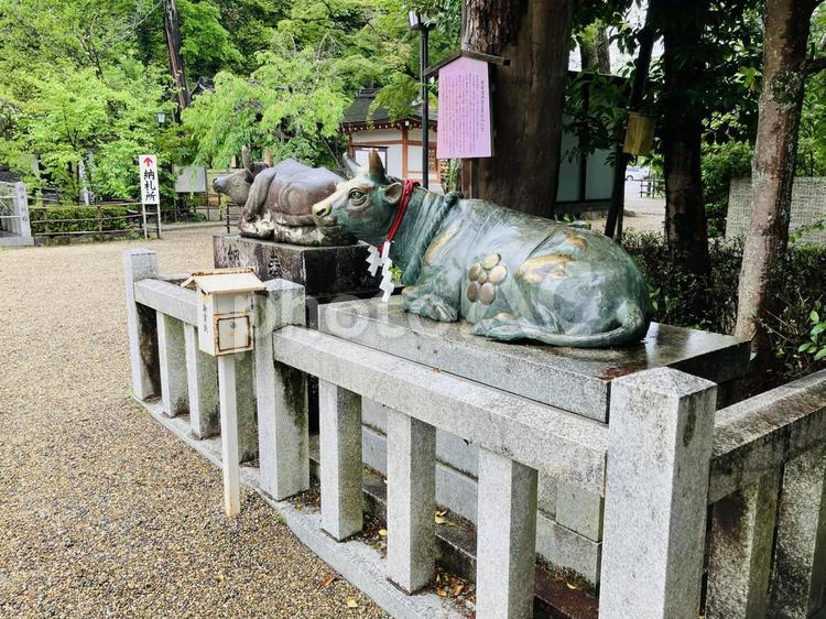 長岡天満宮　神牛 長岡天満宮,京都府長岡京市,京都十六社の写真素材