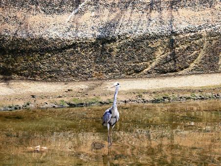 川の水面に映るアオサギ 鳥,アオサギ,野鳥の写真素材