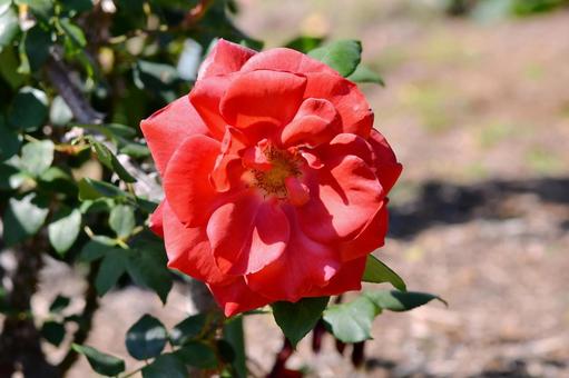 薔薇 ブラックティー 薔薇 ブラックティー 薔薇,ブラックティー,花の写真素材