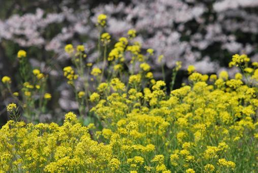 菜の花 菜の花の写真
