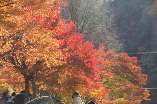 紅葉 観光 紅葉 観光の写真