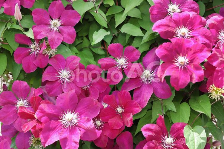 クレマチスの花 植物,花,クレマチスの写真素材