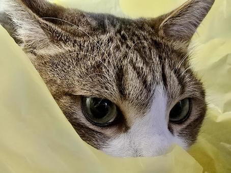 ゴミ袋の中で遊ぶ猫 ゴミ袋の中で遊ぶ猫の写真