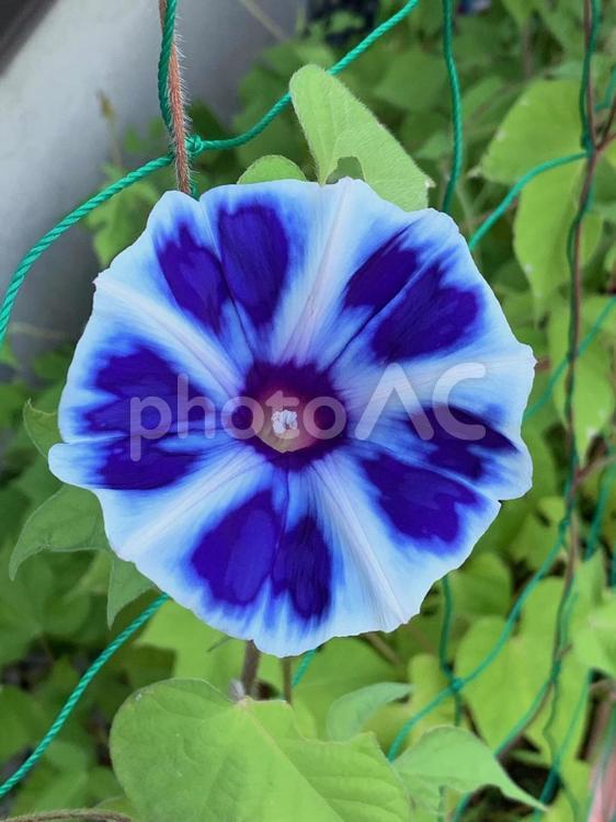 朝顔　ムラサキ　白すじ 朝顔,ムラサキ,白すじの写真素材