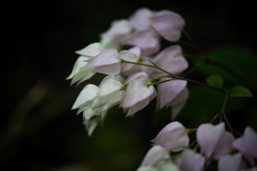 Photo, genpei, flower, white, 