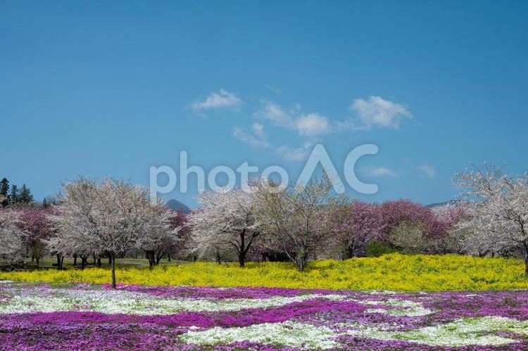 桜と芝桜畑 桜,春,芝桜の写真素材