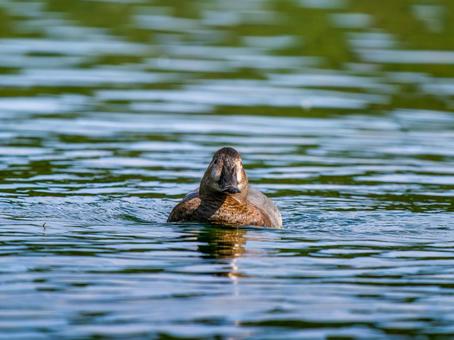 池を泳ぐホシハジロのメス ホシハジロ,鴨,野鳥の写真素材