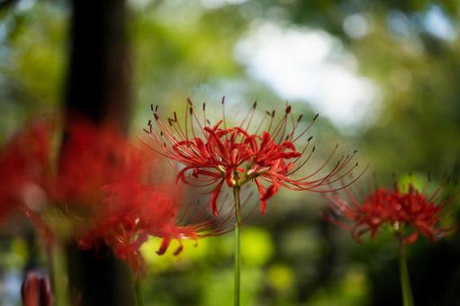 花 花の写真