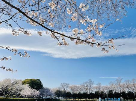 桜と空 桜と空の写真