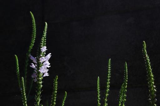 道端に咲いている生命力 道端に咲いている生命力 自然,草,花の写真素材