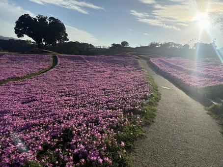青空と桃色吐息(ペチュニア)5 青空と桃色吐息(ペチュニア)5の写真