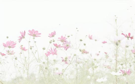白背景ハイキー調のコスモスの花畑ワイド 白背景ハイキー調のコスモスの花畑ワイド コスモス,ハイキー,ローアングルの写真素材