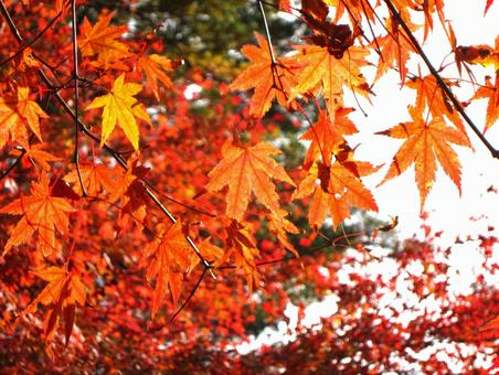 紅葉 紅葉の写真