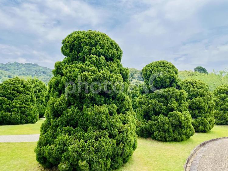 綺麗な緑の木々 綺麗な気,手入れされた木,風景の写真素材