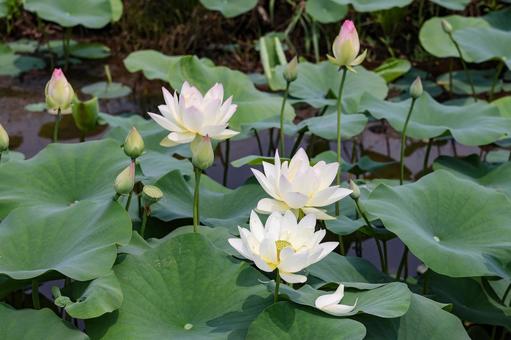 Lotus garden in full bloom, JPG
