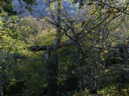 洞爺湖の中島の山林 自然,背景,山道の写真素材