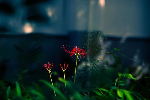 日陰に咲く彼岸花の写真