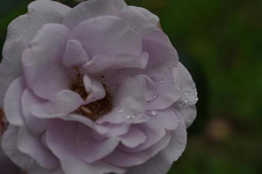 薔薇 薔薇の写真