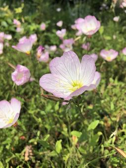 ピンクの花 ピンクの花の写真