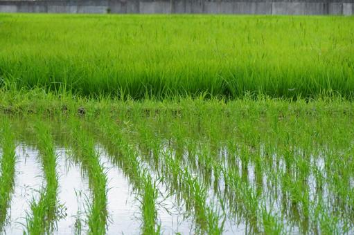 水田の風景 水田の風景 稲,風景,景色の写真素材