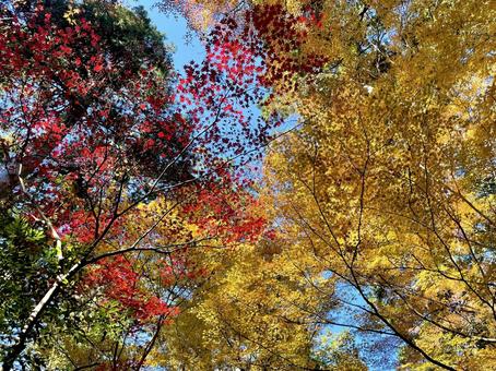 下から見上げた紅葉の林 下から見上げた紅葉の林の写真