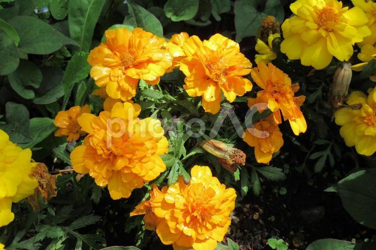 農村地の畑脇に咲くマリーゴールド マリーゴールド,花,植物の写真素材
