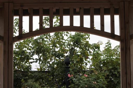 門 バラ,薔薇,花の写真素材