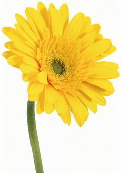 Yellow gerbera (cutout), JPG Yellow gerbera (cutout), JPG