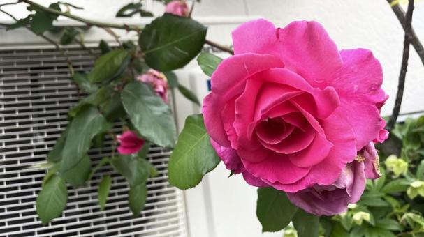 ガーデニングのバラ④ ガーデニングのバラ④の写真