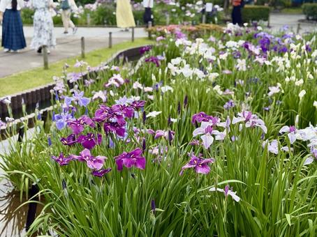 堀切菖蒲園 曇り空の下花菖蒲が咲き誇る 堀切菖蒲園 曇り空の下花菖蒲が咲き誇るの写真