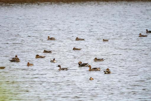 カモの群れ⑹ カモの群れ⑹ カモ,オナガガモ,若鳥の写真素材
