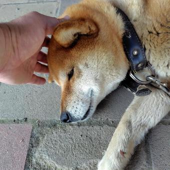 うとうとする柴犬 うとうとする柴犬 犬,わんこ,動物の写真素材