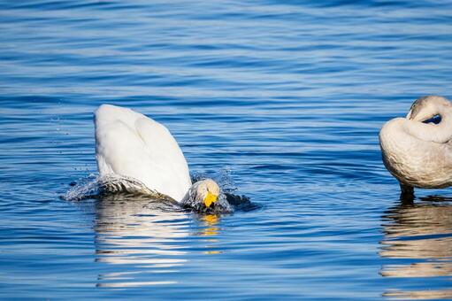 オオハクチョウ(89) 鳥,オオハクチョウ,ハクチョウの写真素材
